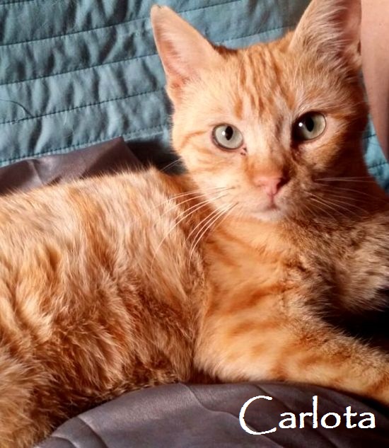 Carlota-0
