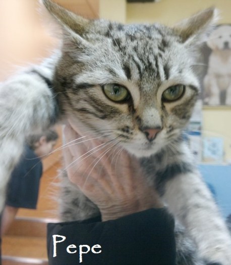 Pepe