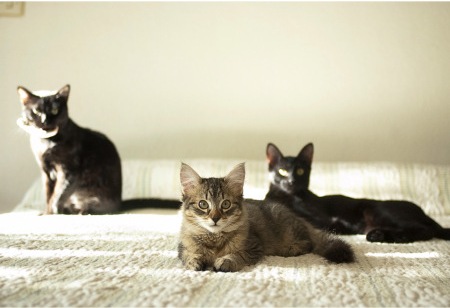 presentación-gatos-b