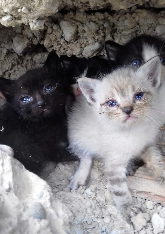 Los cachorritos de la ribera