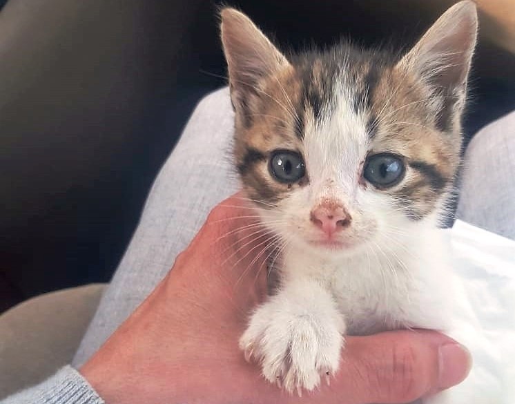 pero cuantos cachorritos en&nbsp;peligro…