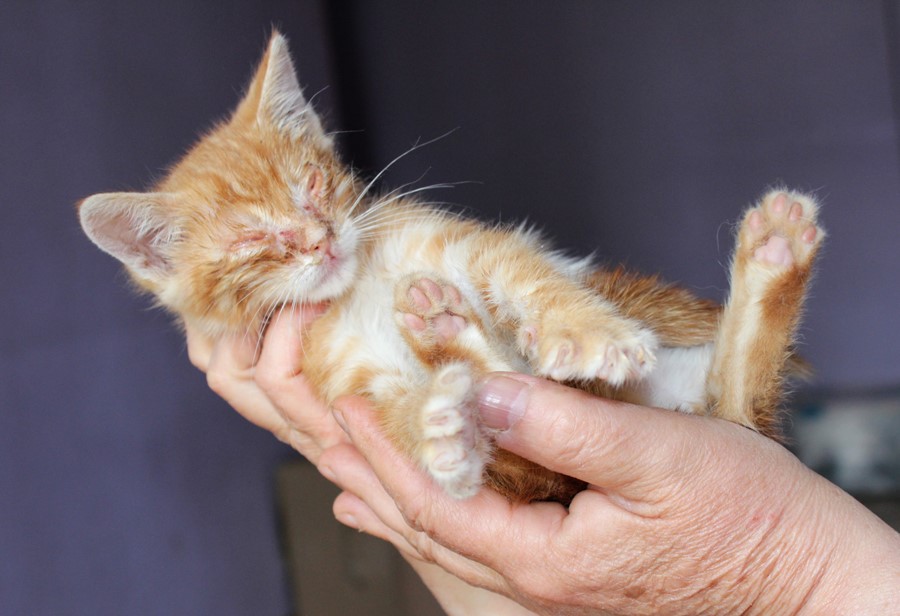 Owen, un cachorrito en apuros…