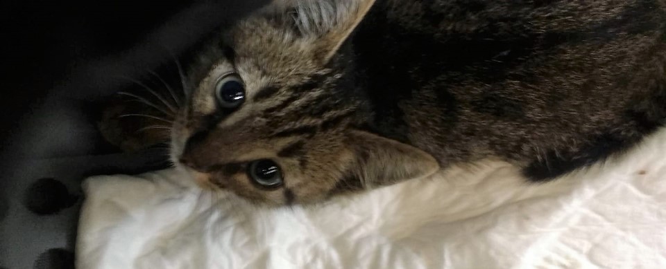 Los últimos gatos rescatados…