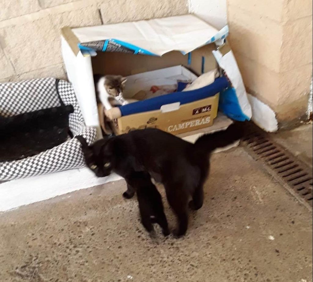 Ellas también buscan&nbsp;hogar…