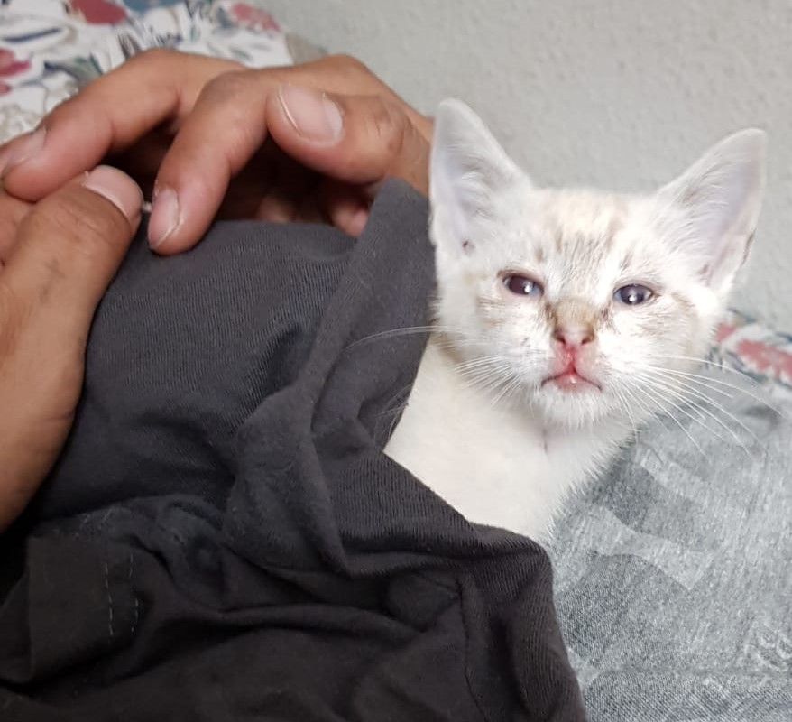 Os presentamos a&nbsp;Sía