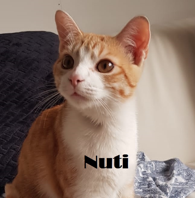 Nutip