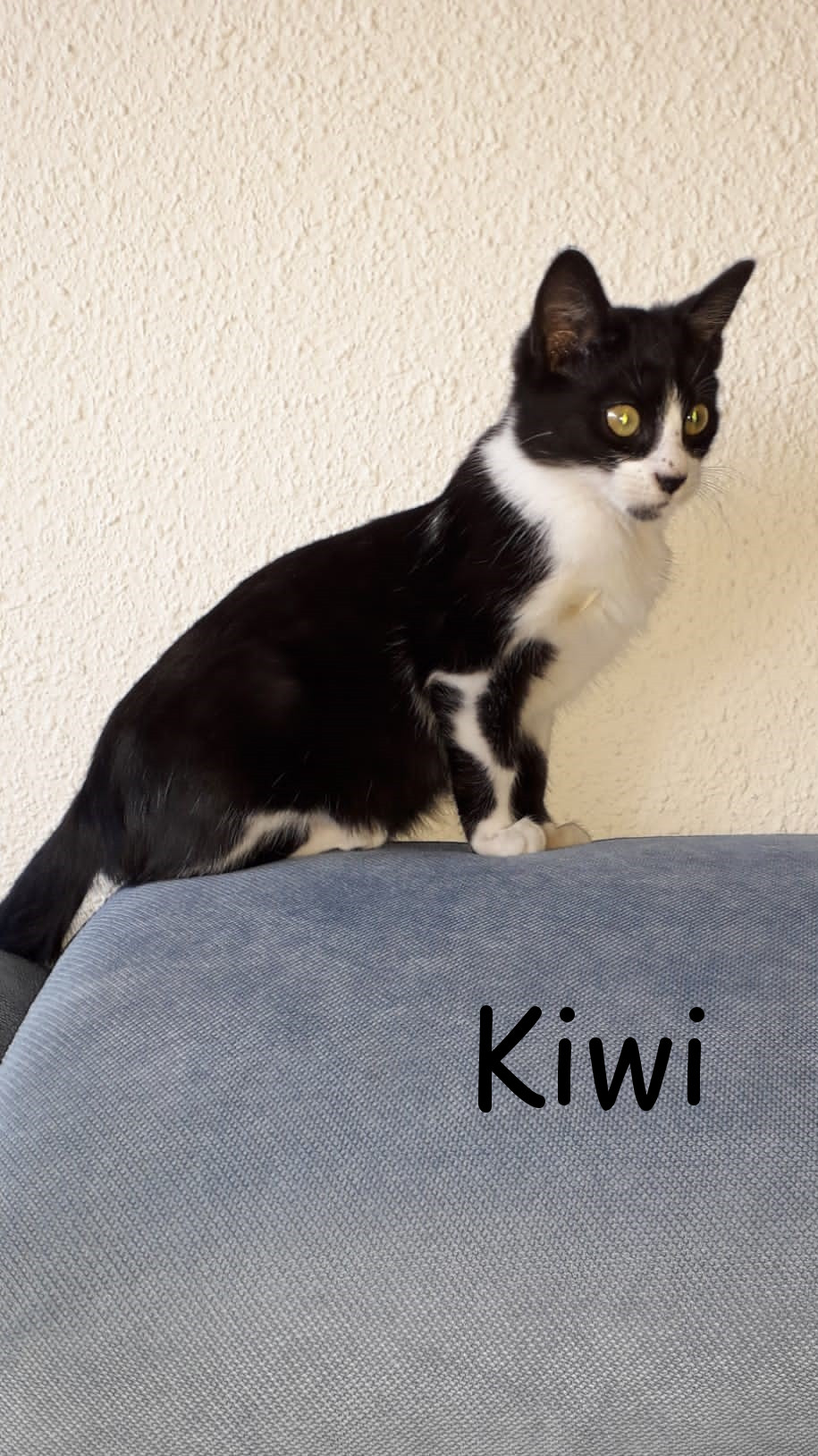 kiwi