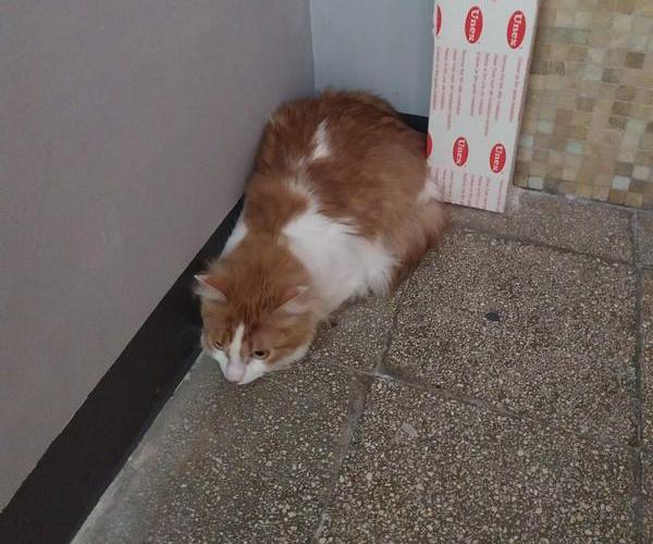 Los nuevos Zaragaticos