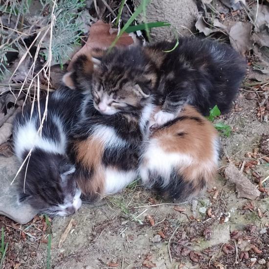 Cuatro nuevos bebés