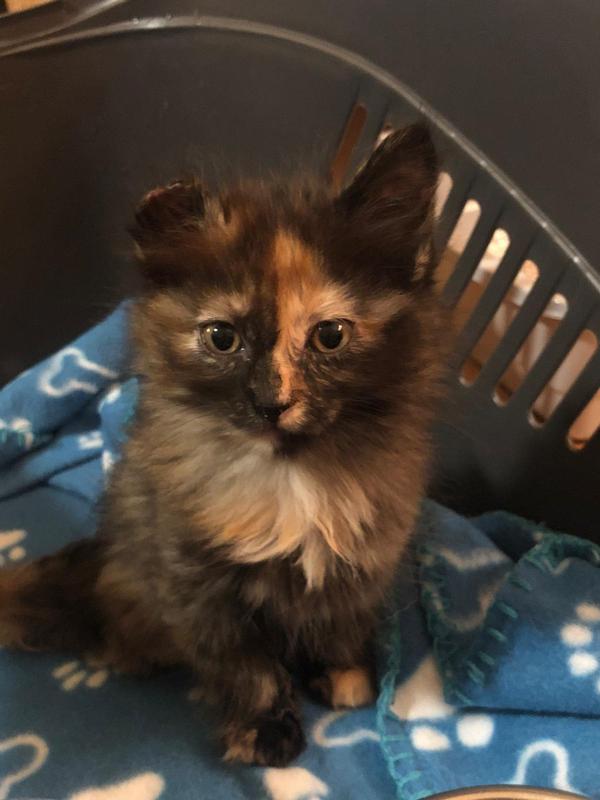 BERLIN, RESCATADA DE UN&nbsp;MOTOR