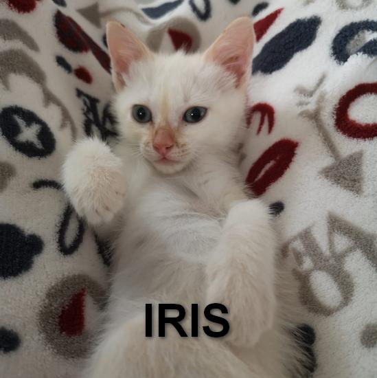 La imagen tiene un atributo ALT vacío; su nombre de archivo es iris.jpg