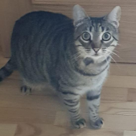 Elliot «el ternerico»