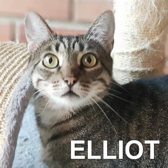 ELLIOT
