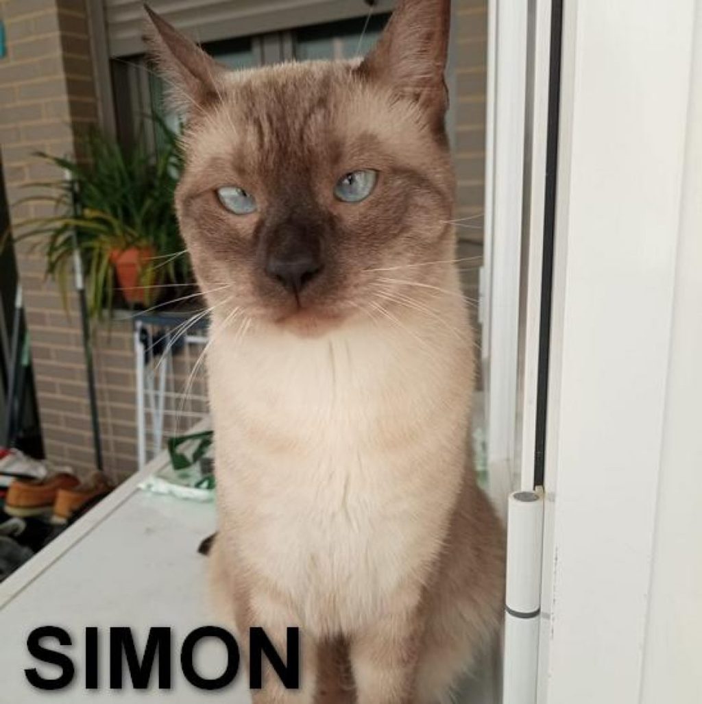 SIMON