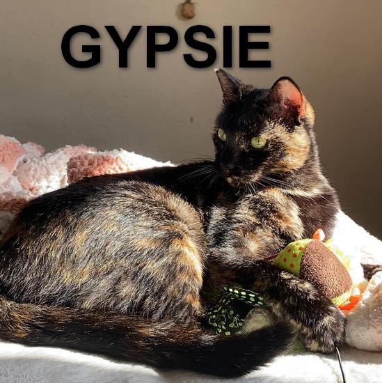 GYPSIE