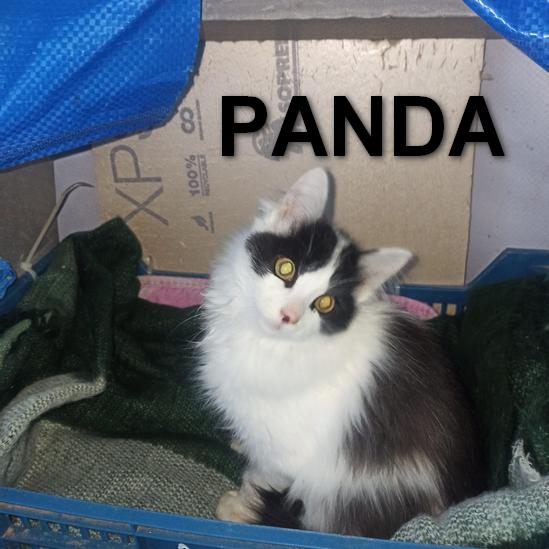 PANDA