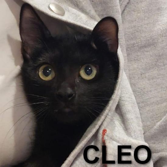 CLEO