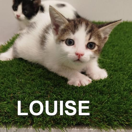 LOUSIE