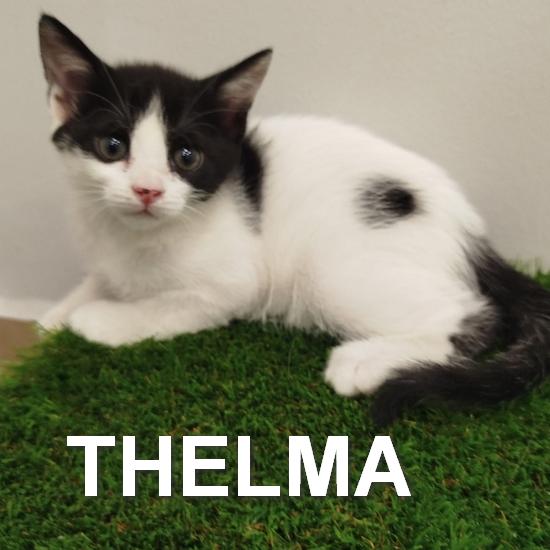 THELMA