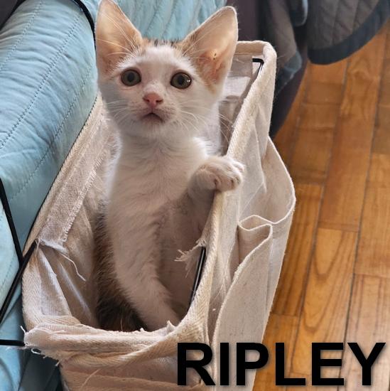 RIPLEY