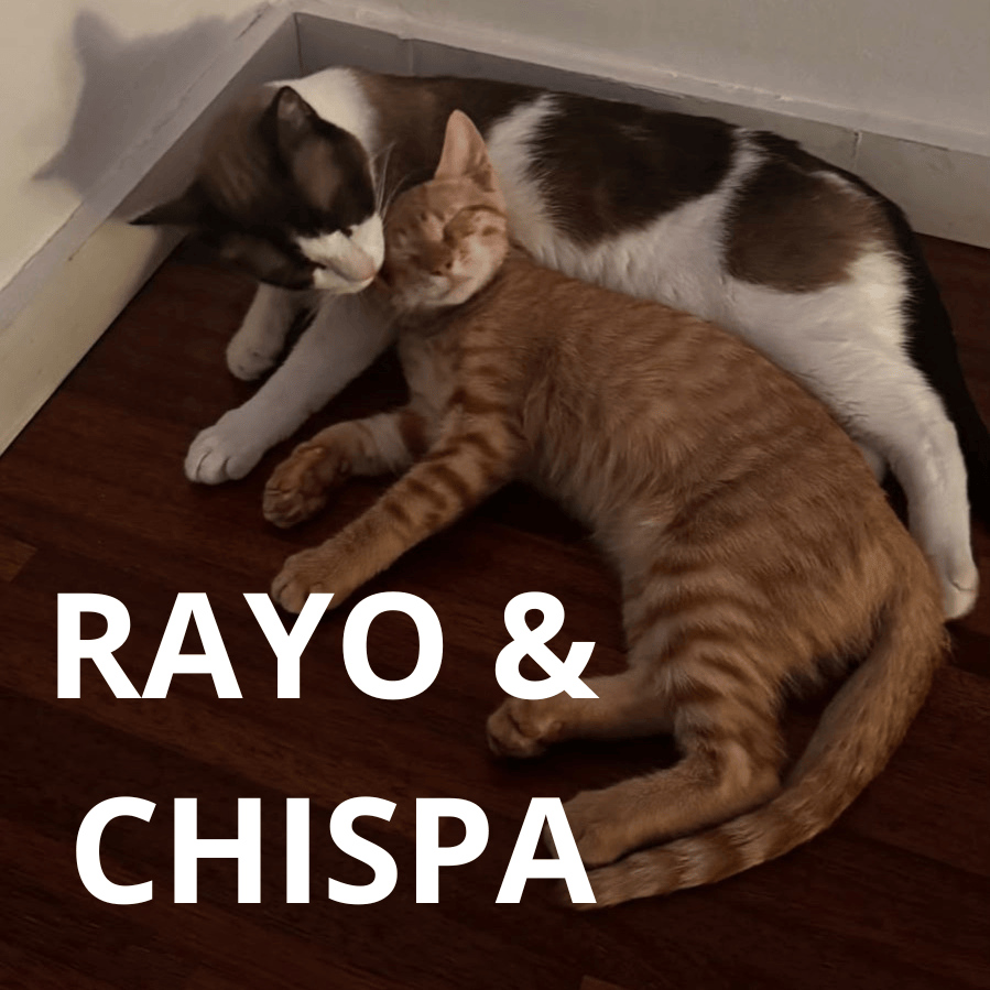 RAYO Y CHISPA (adopción conjunta)