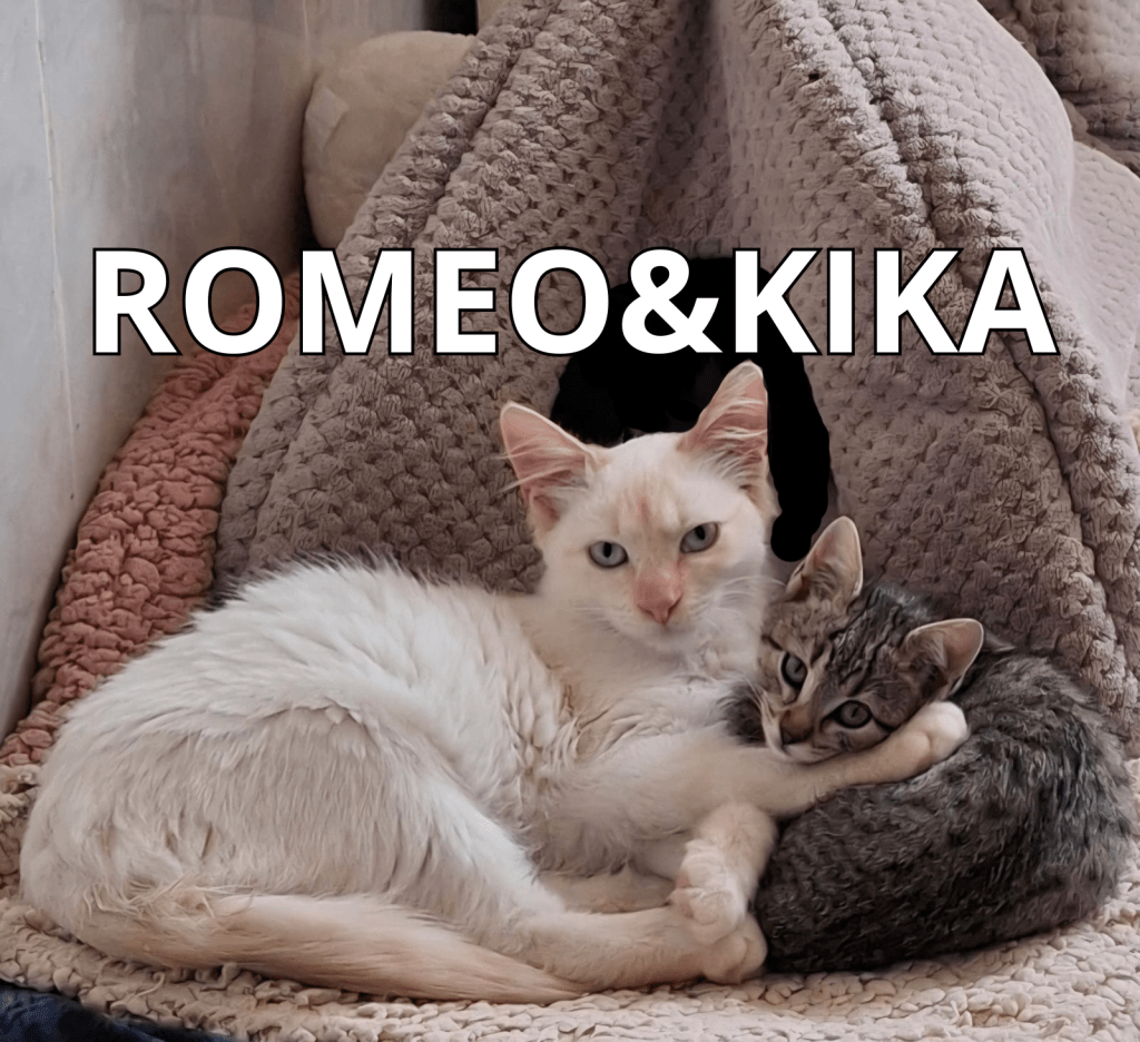 ROMEO & KIKA
(adopción&nbsp;conjunta)