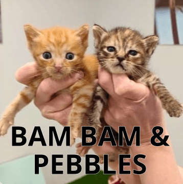 BAM BAM Y PEBBLES