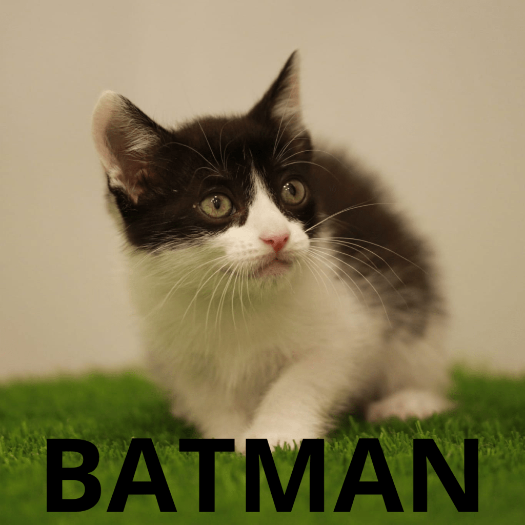BATMAN – RESERVADO