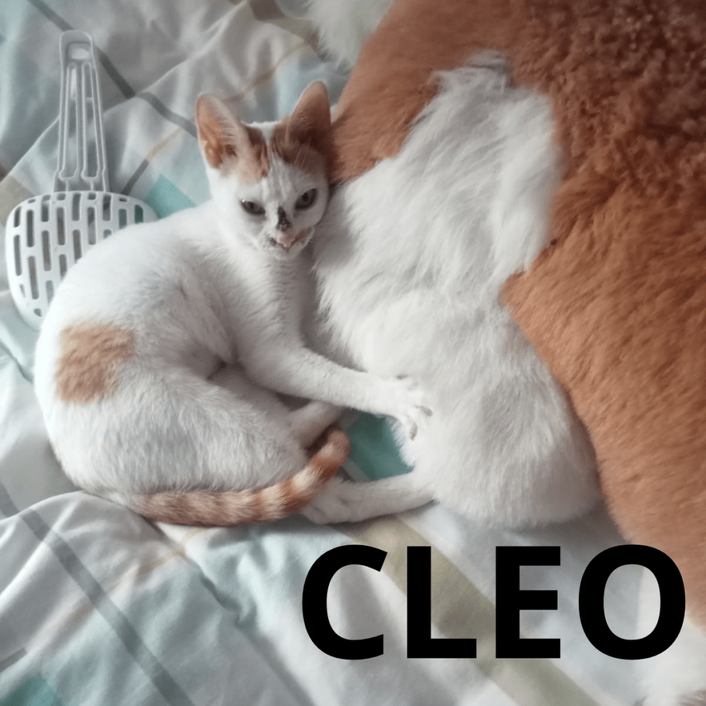 CLEO