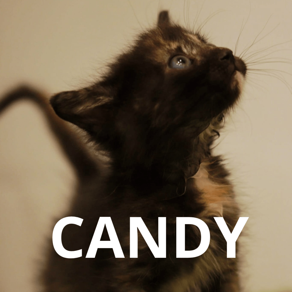 CANDY (KARA) – RESERVADA
