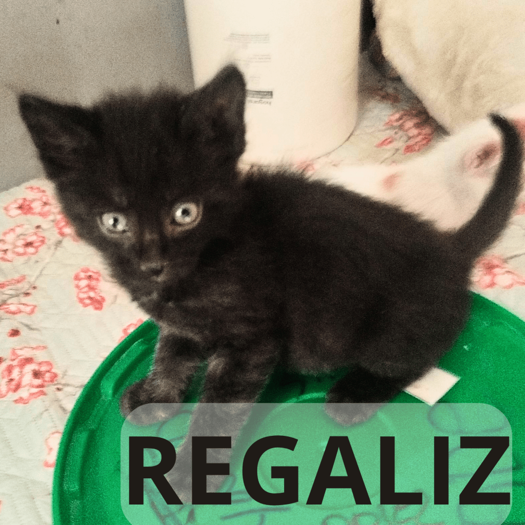 REGALIZ