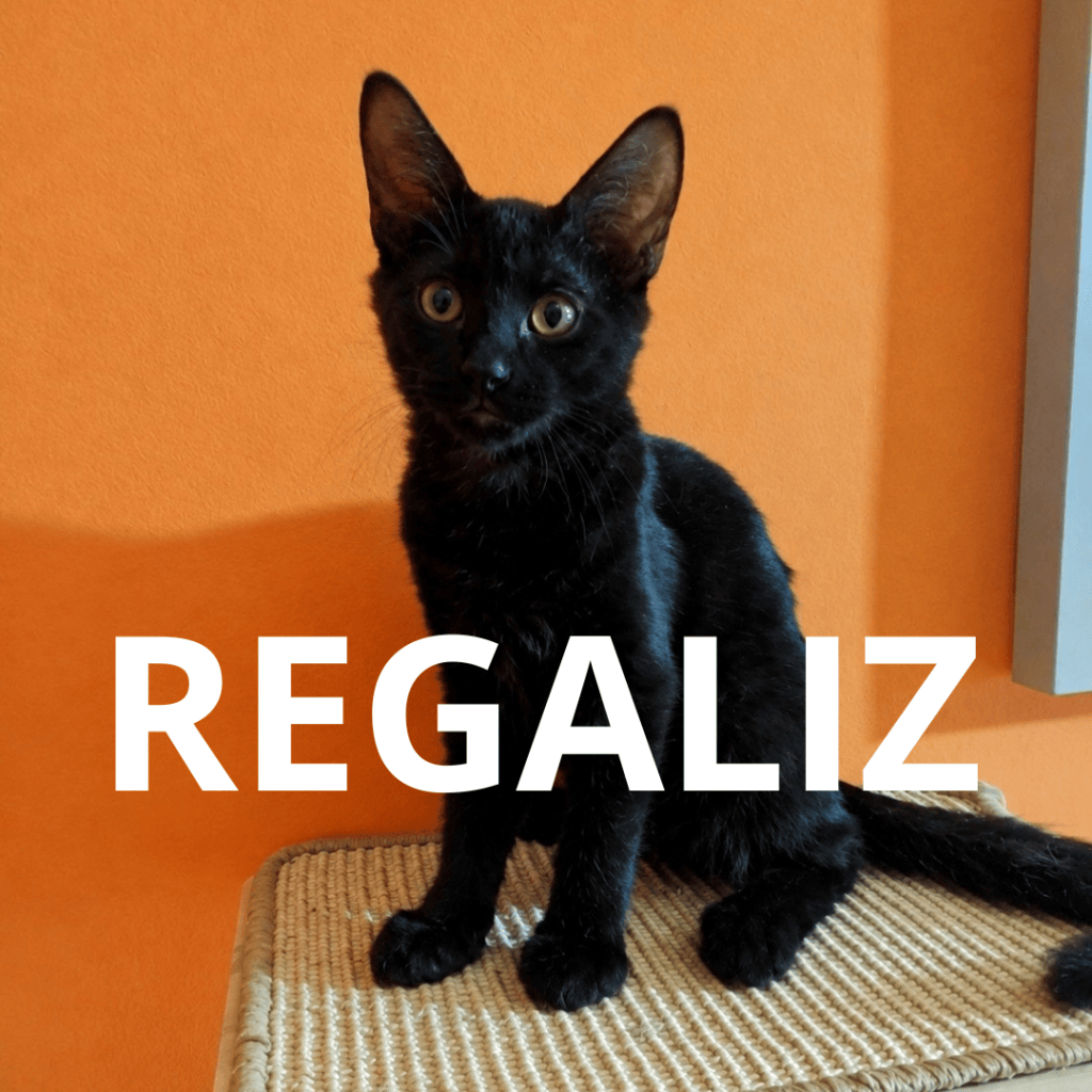 REGALIZ