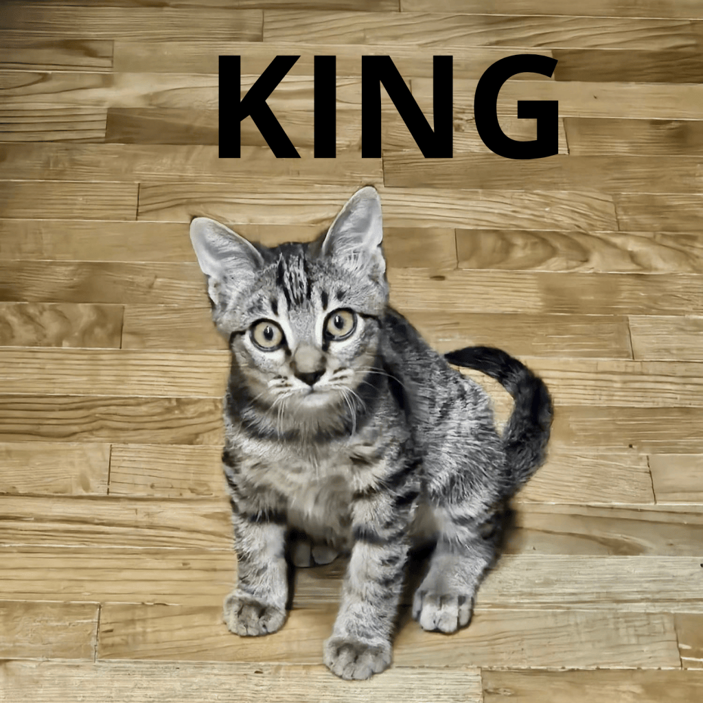 KING