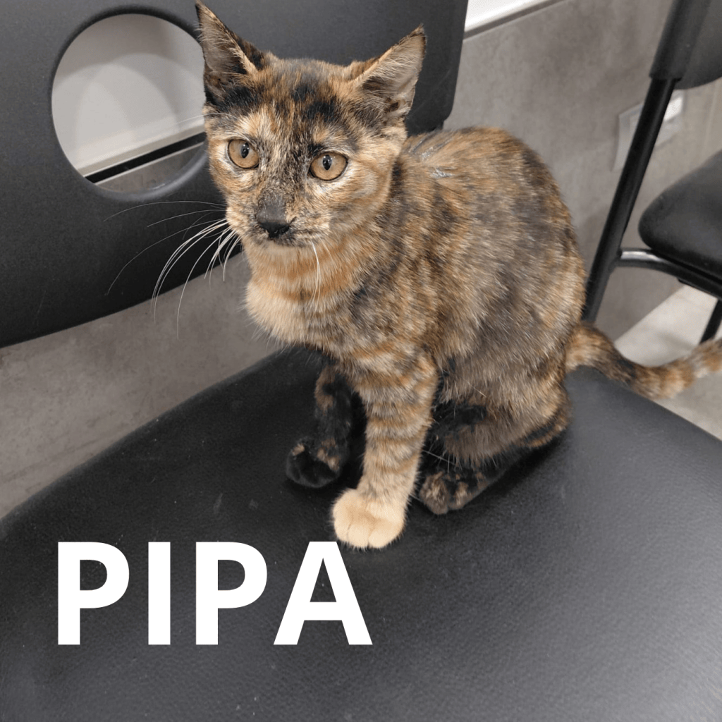 PIPA
