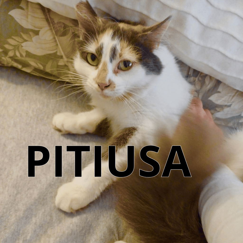 PITIUSA