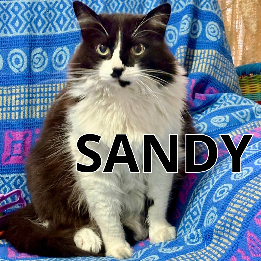 SANDY